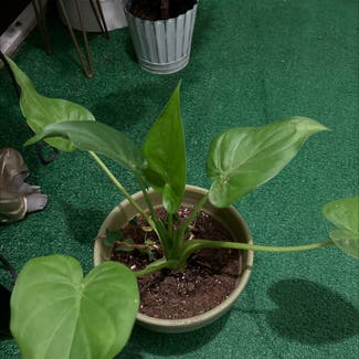 Chinese Taro plant in New Orleans, Louisiana