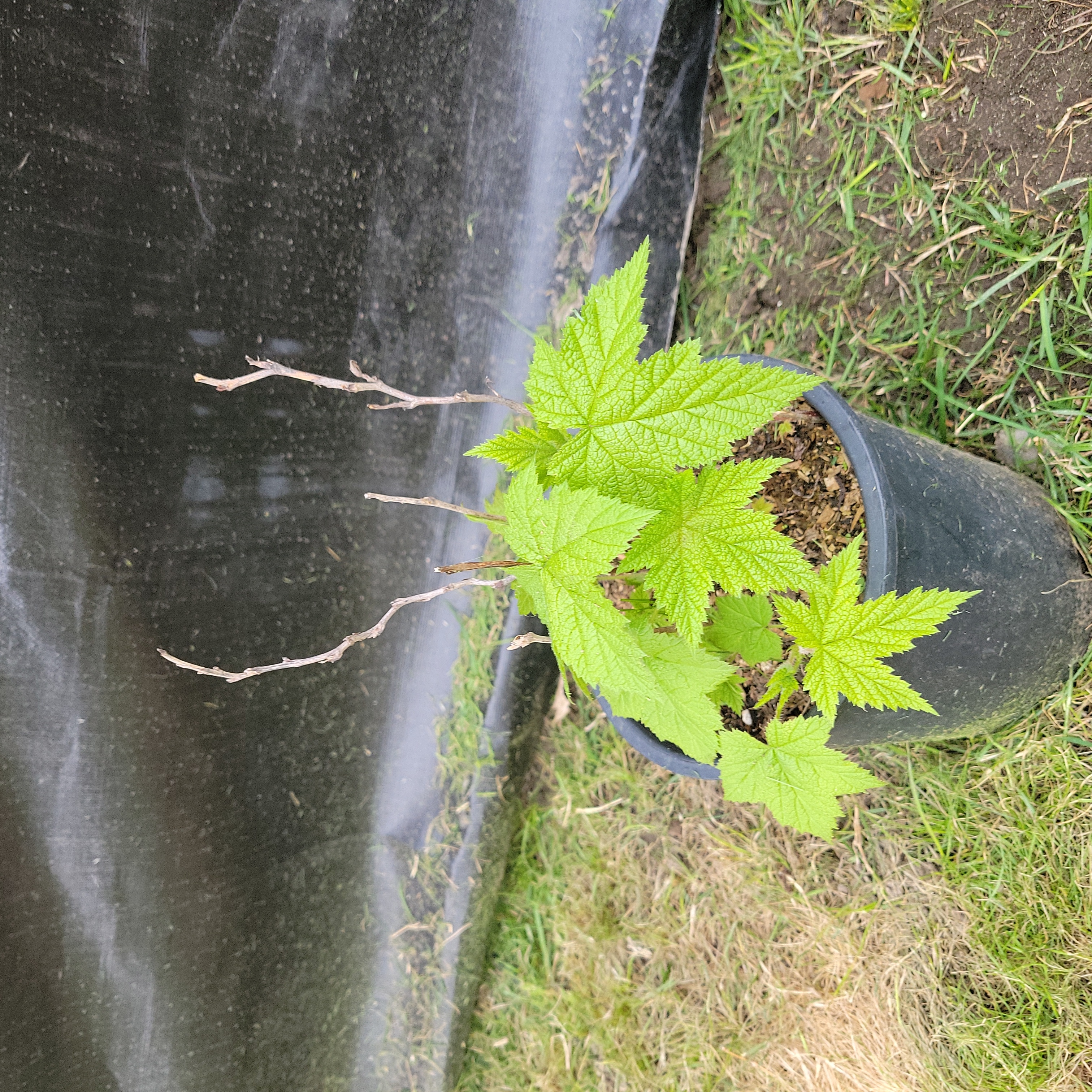 Photo of the plant species snow bramble by @AnewChia named Kanye on Greg, the plant care app