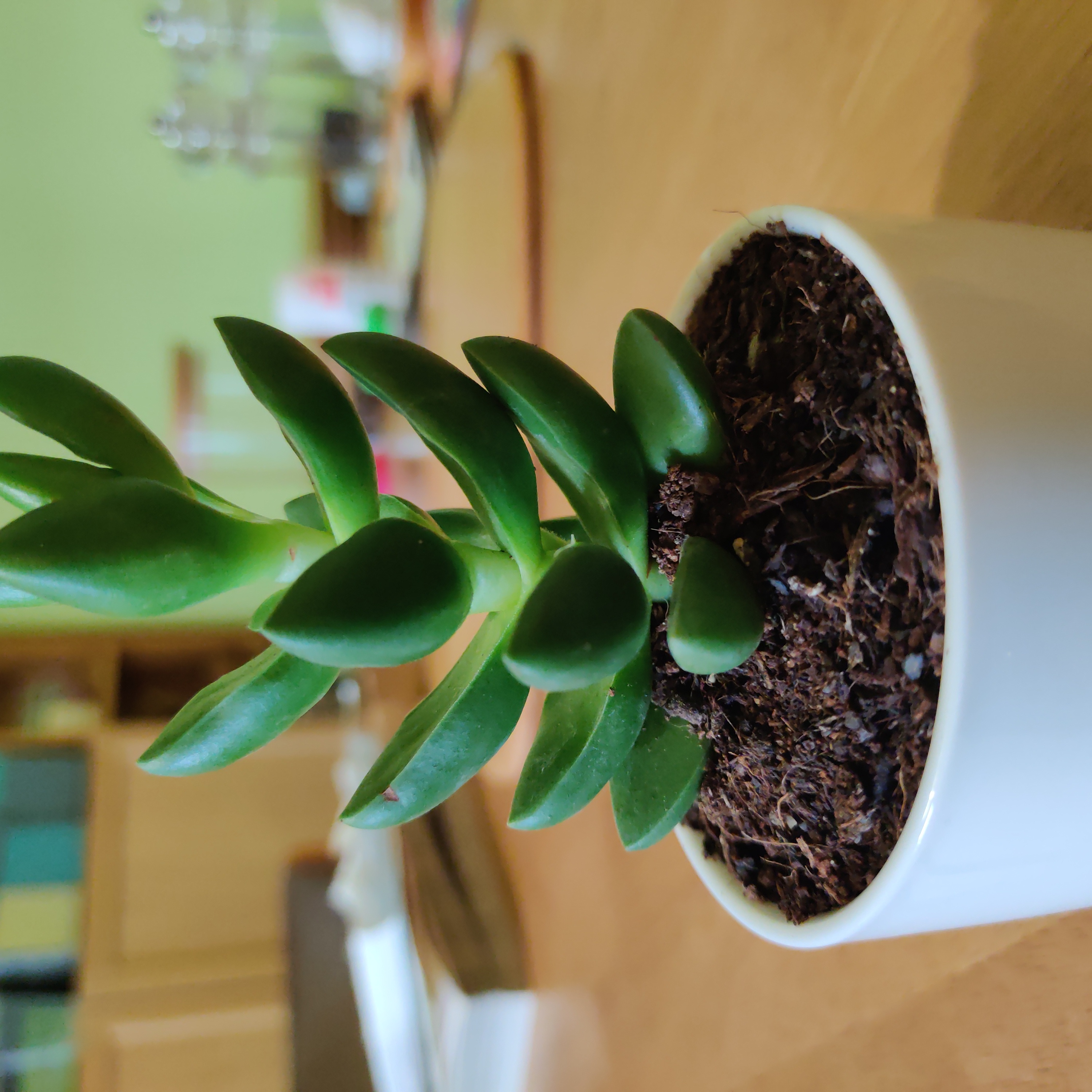 Crassula 'Springtime' plant in a white pot with healthy green leaves.