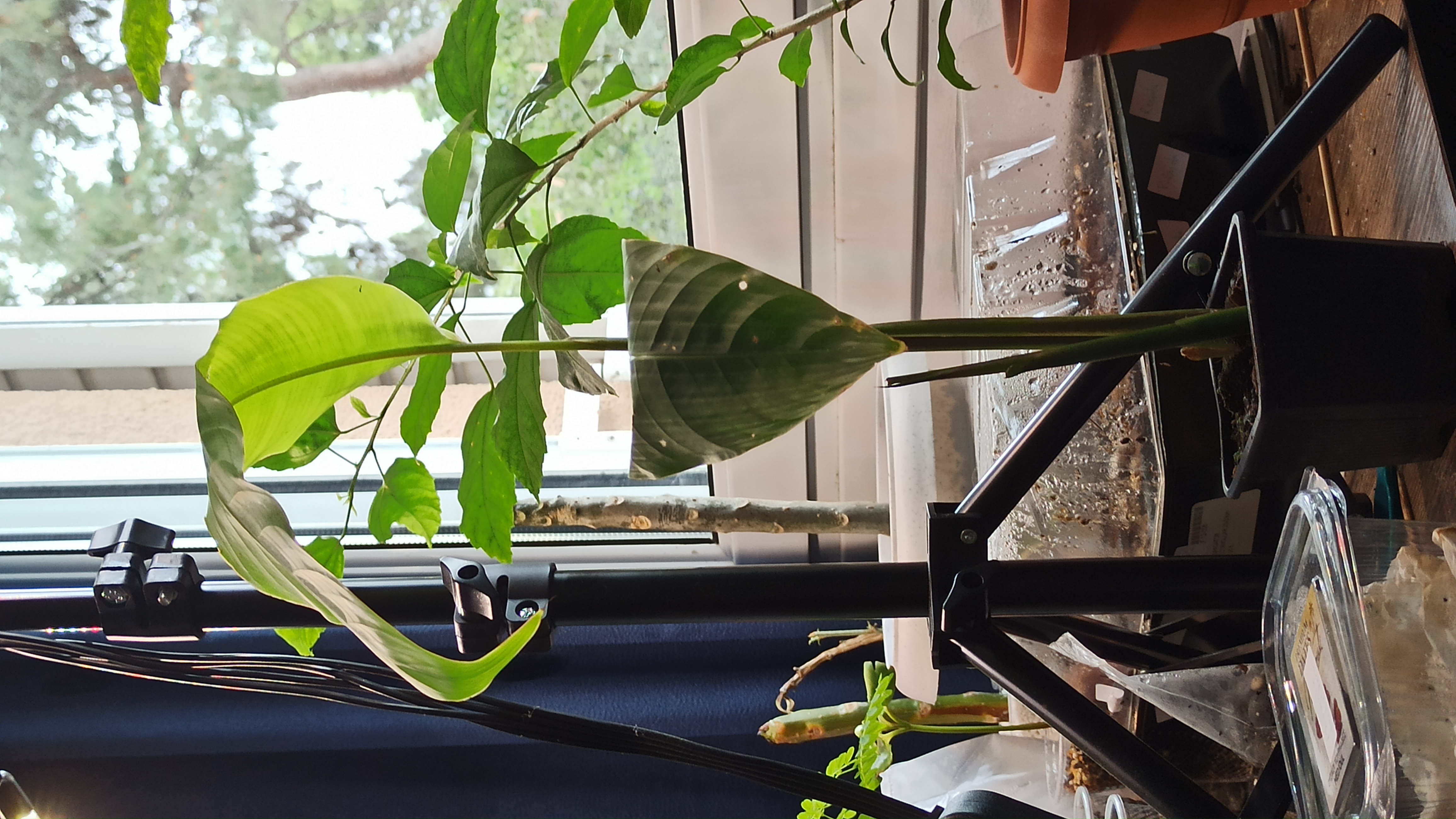 Photo of the plant species Heliconia schiedeana by @WizardOlneya named Heliconia on Greg, the plant care app