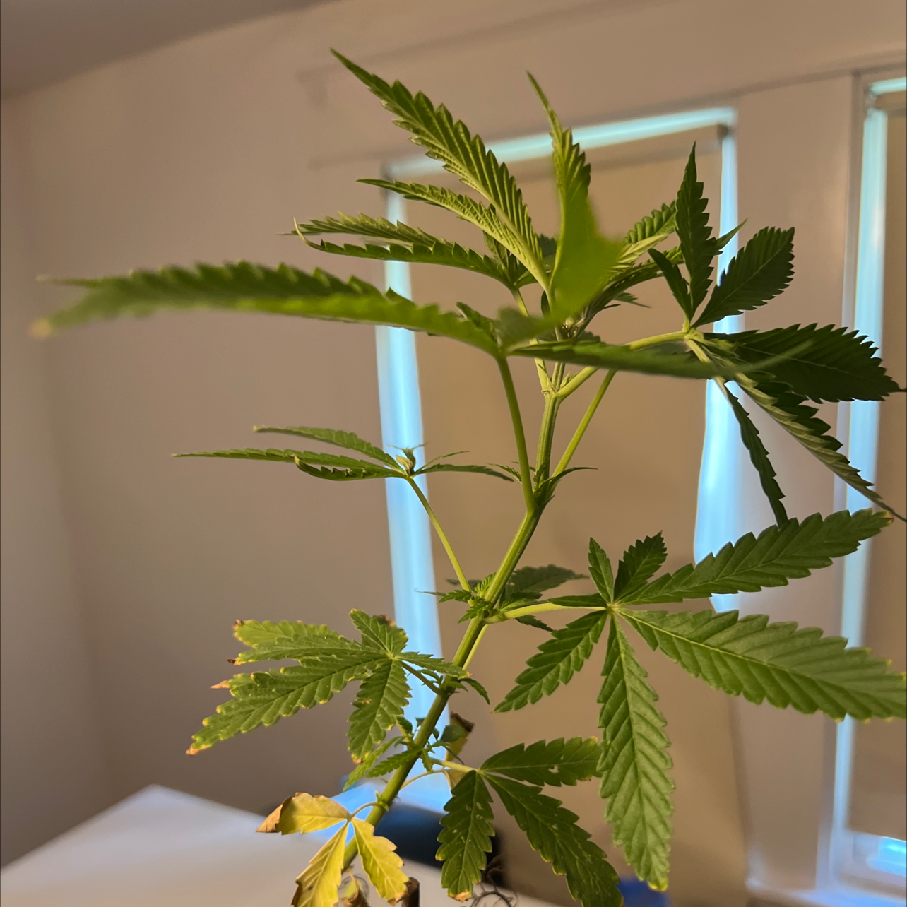 Marijuana plant indoors with some yellowing and browning leaves.