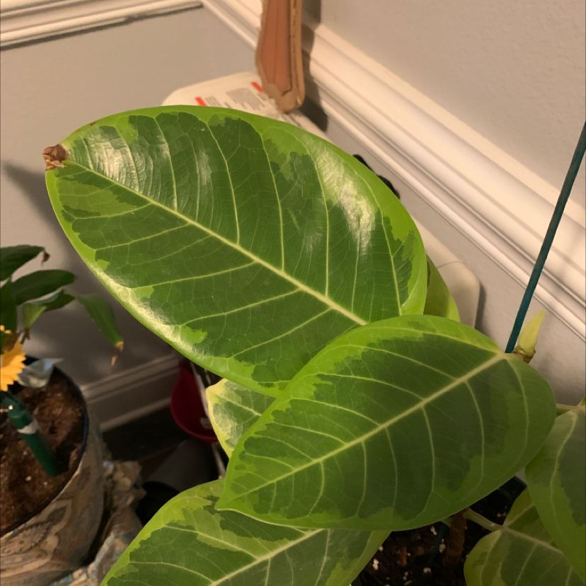 Florida Strangler Fig with large, glossy green leaves. Soil visible.