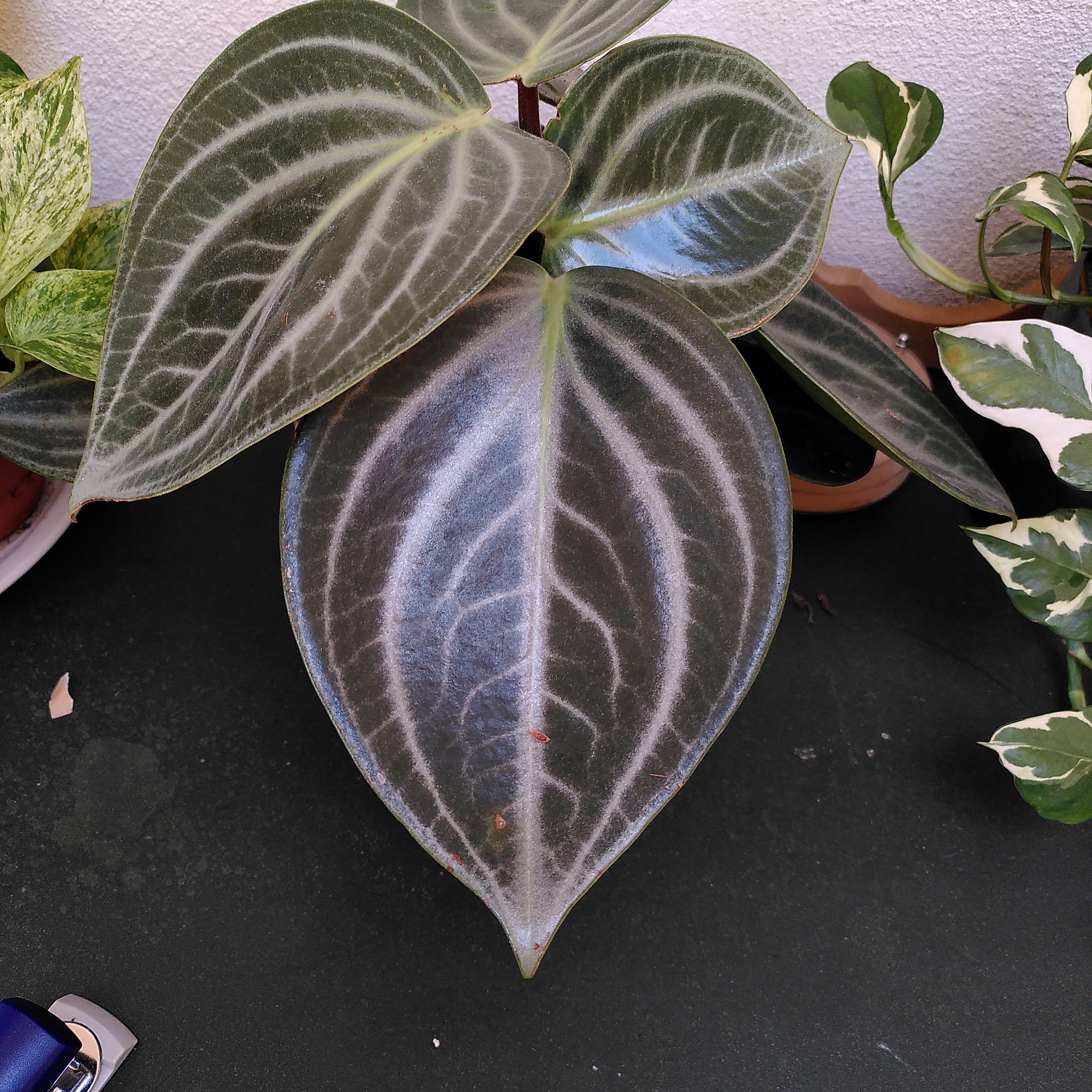 Photo of the plant species Peperomia elongata by @BestPandan named Cleopatra on Greg, the plant care app
