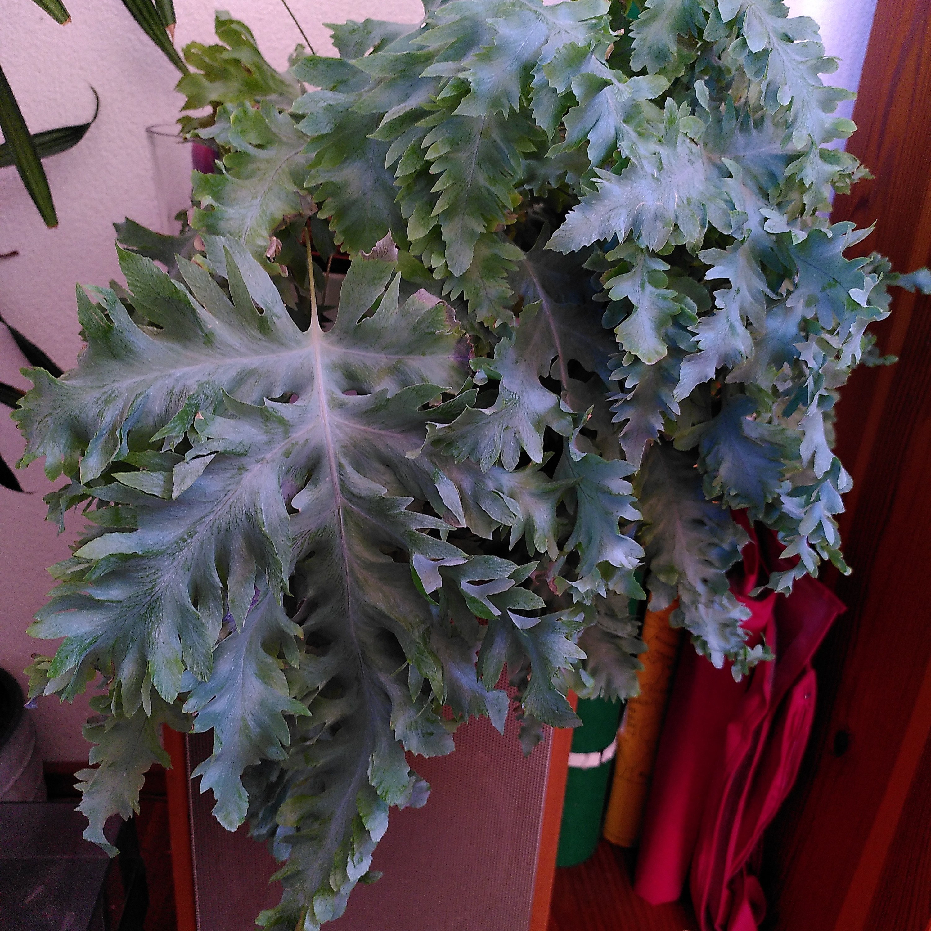 Phlebodium 'Davana' plant with deeply lobed fronds, appears healthy and well-cared for.
