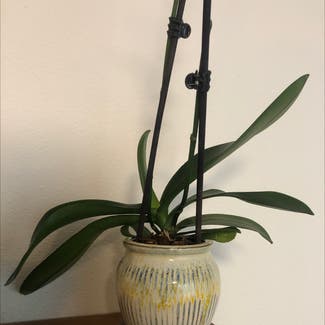 Moon Orchid plant in Phoenix, Arizona