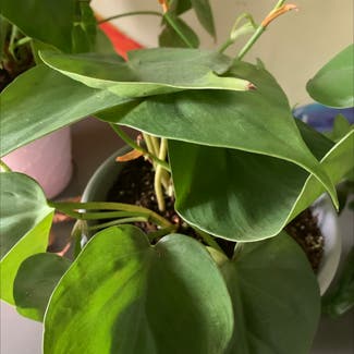 Heartleaf Philodendron plant in Elk Grove Village, Illinois