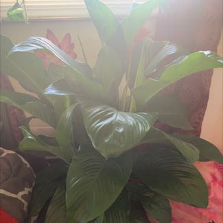 Peace Lily plant in Elk Grove Village, Illinois