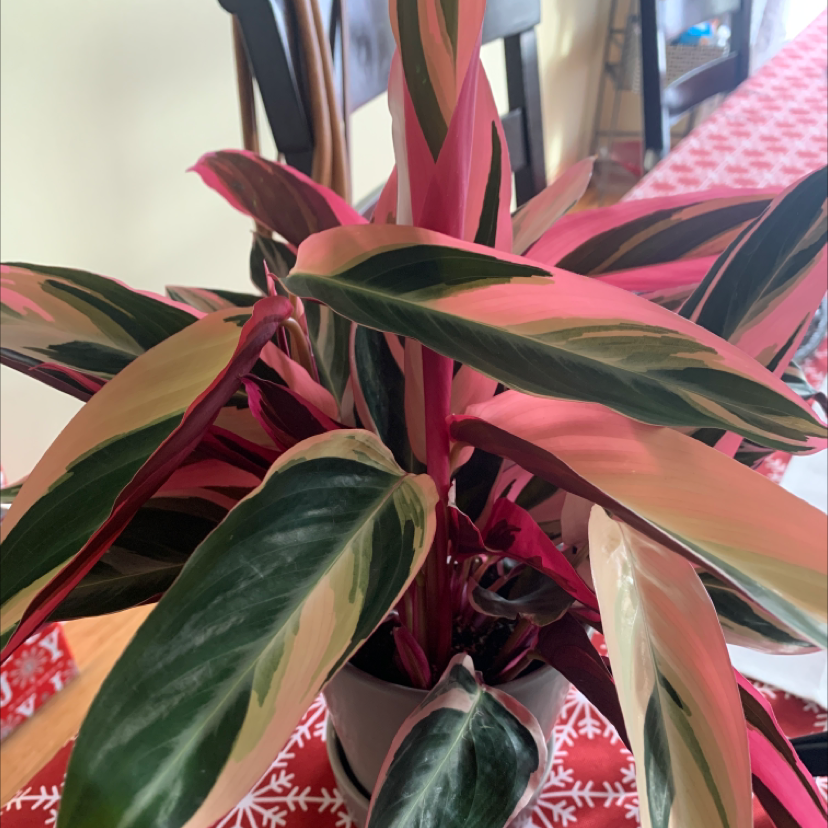 Never Never Plant with vibrant, variegated leaves in shades of green, pink, and cream.