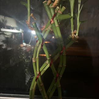 Lucky Bamboo plant in Elk Grove Village, Illinois