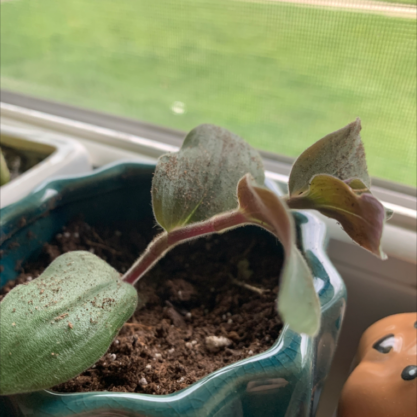 Potted White Velvet plant with fuzzy leaves, some discoloration and curling, near a window.