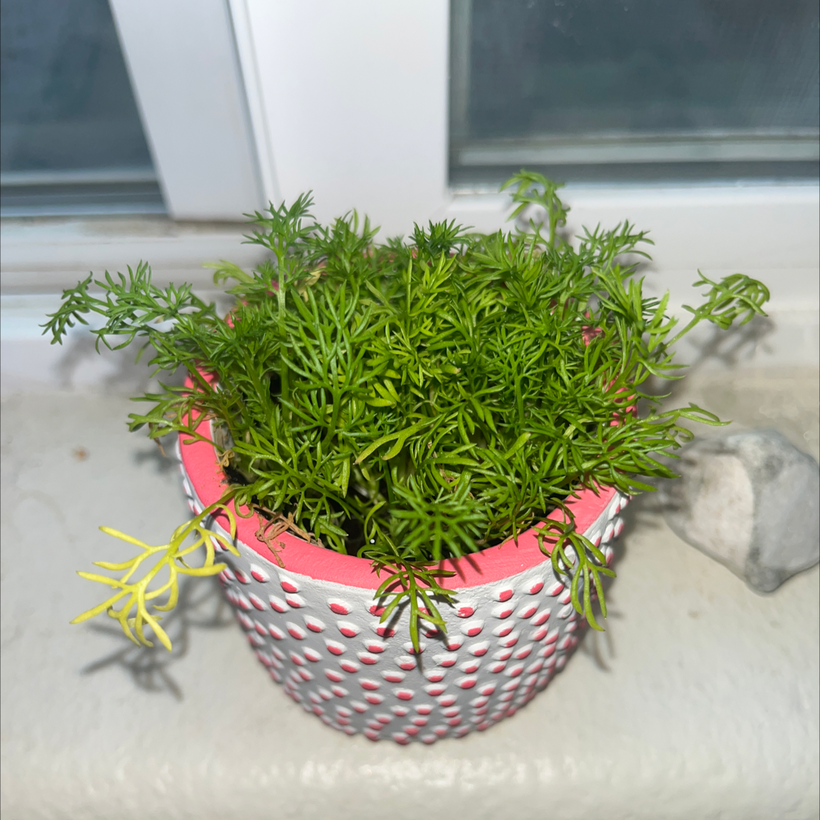 Potted chamomile plant with feathery leaves, some yellowing, on a windowsill.