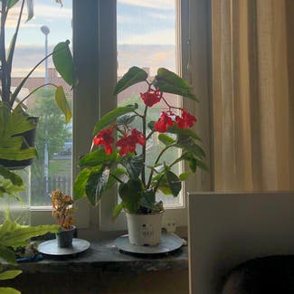 Angel Wing Begonia plant in Norrköping, Östergötlands län