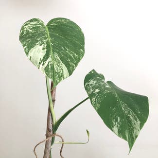 Thai Constellation Monstera plant in Somewhere on Earth