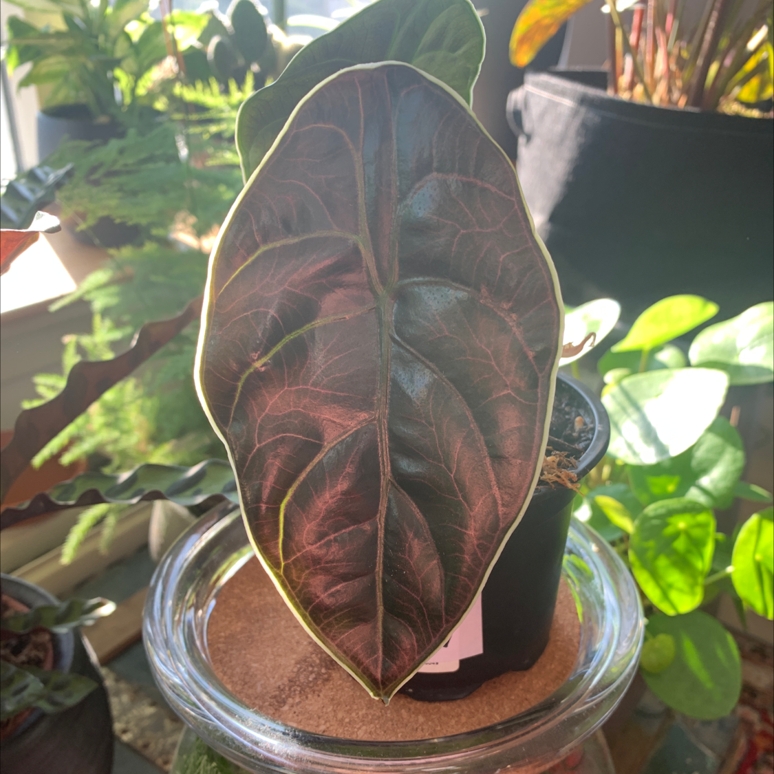 A Red Mambo plant with a prominent dark leaf featuring light-colored veins and edges, potted in a well-lit area.
