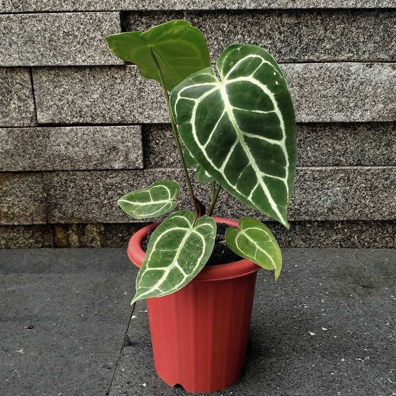Anthurium crystallinum magnificum plant in a red pot with large, dark green leaves and white veins.