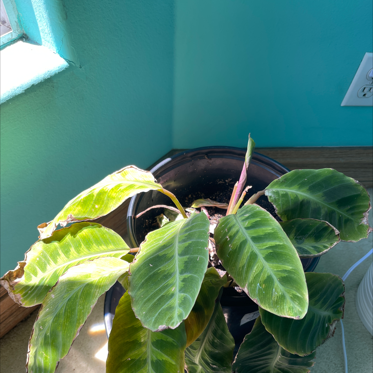 Photo of the plant species Jungle Velvet by @LuxuryPrincetut named Your plant on Greg, the plant care app