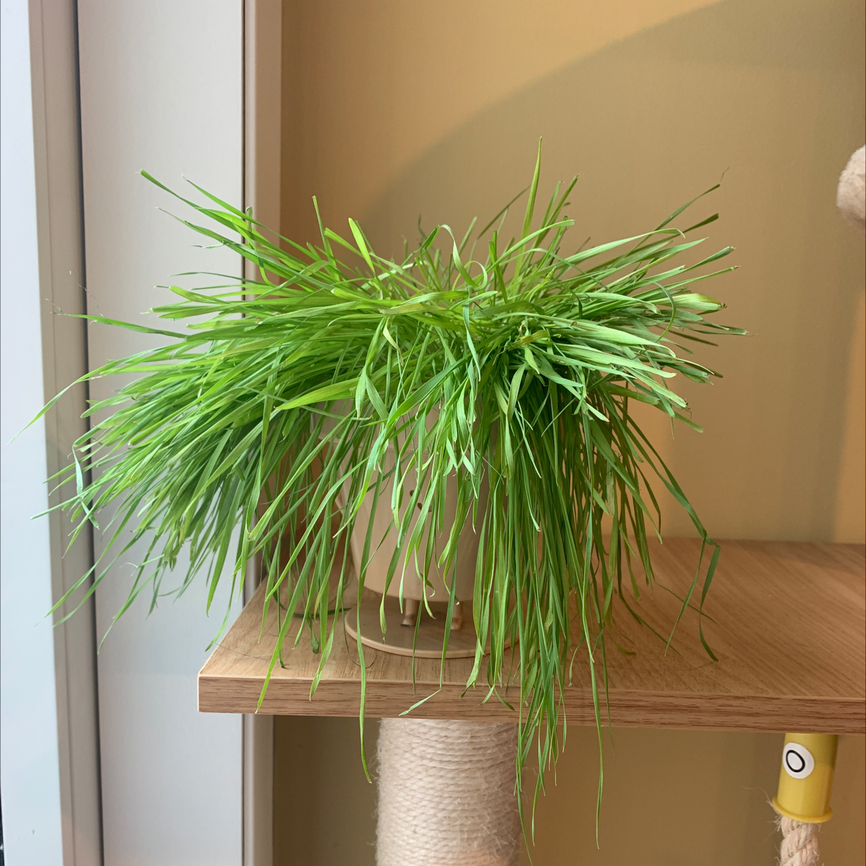 Healthy wheatgrass plant in a pot on a wooden shelf.
