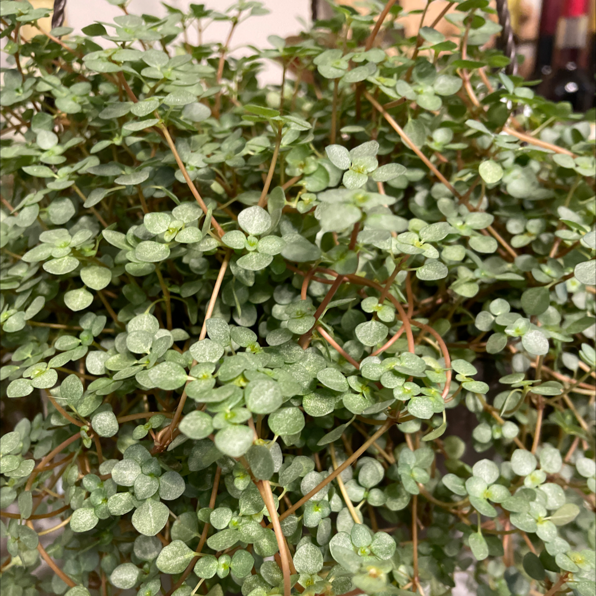 Pilea 'Silver Sparkle' with dense, healthy foliage and characteristic silver pattern.
