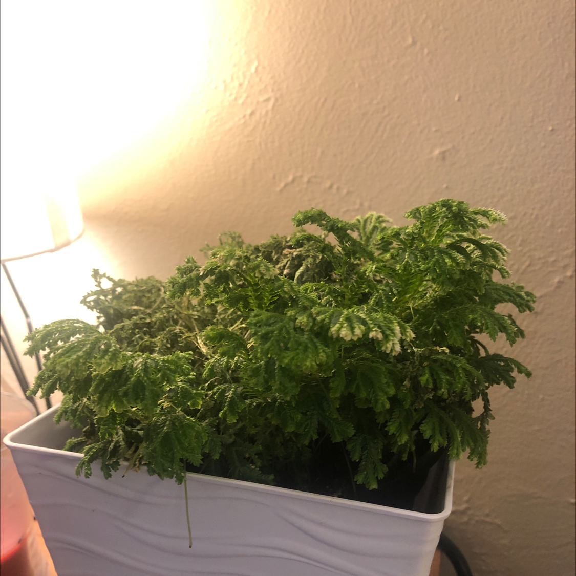 Healthy, lush green Club Moss plant in a white rectangular pot, showing dense foliage with no discoloration or signs of disease.