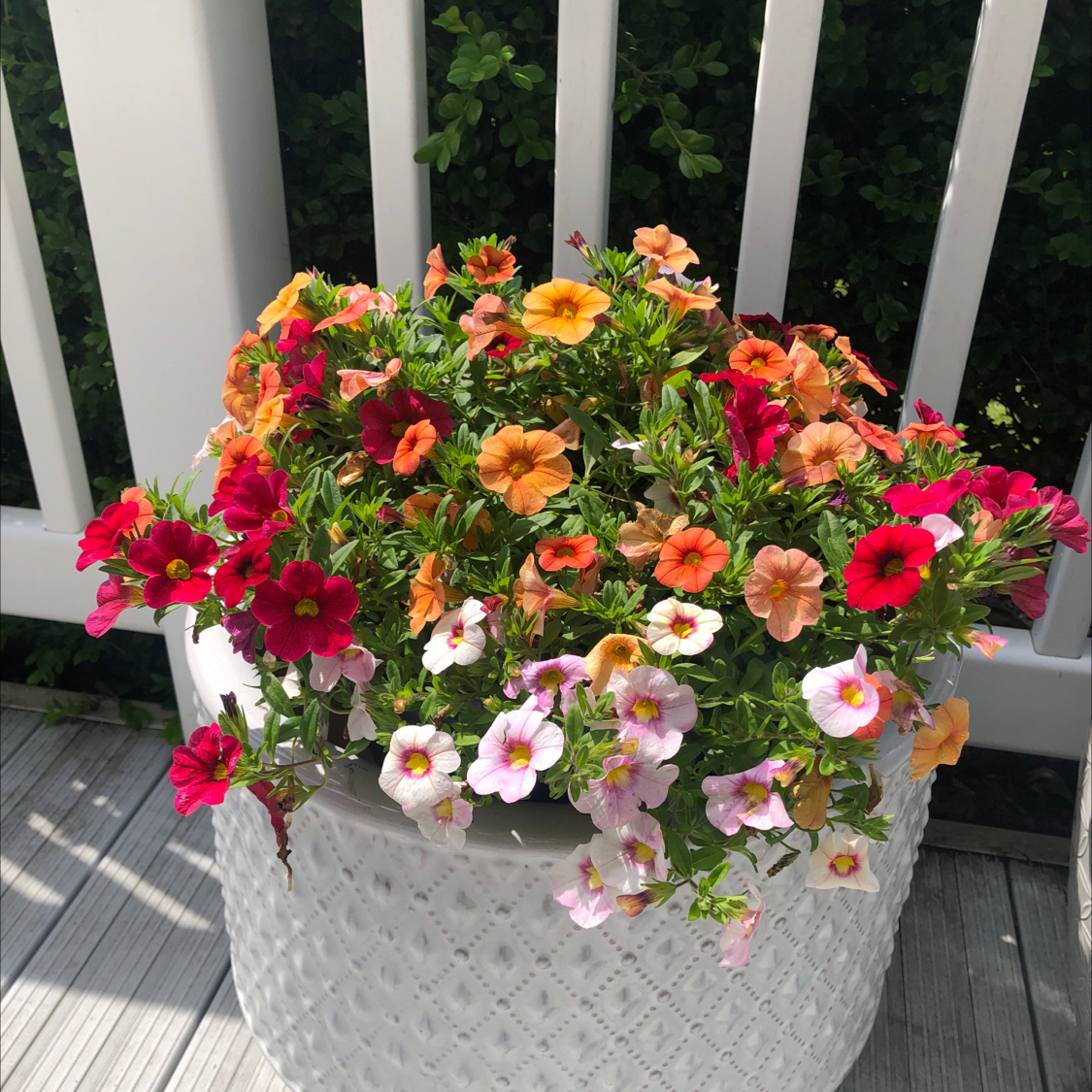 Why Is My Million Bells Not Doing Well?