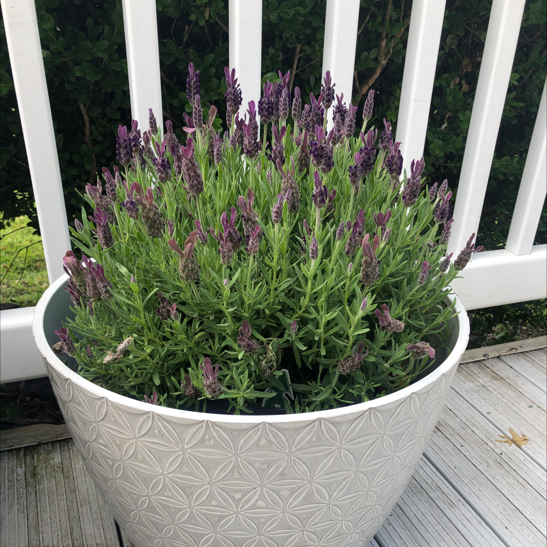 How and When Should I Cut Back My French Lavender?