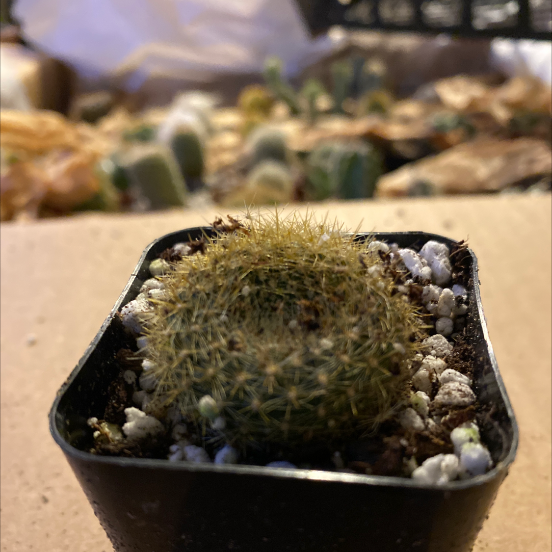 Healthy green Simpson Hedgehog Cactus with dense white spines in a black square pot, planted in soil with small stones.