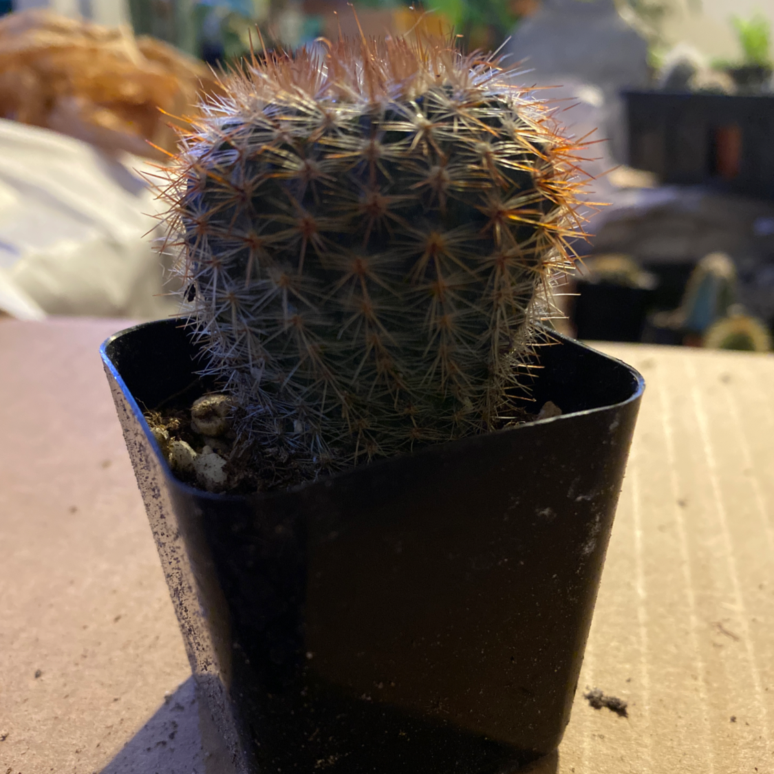 Correll's Hedgehog Cactus in a black pot, appears healthy with no visible issues.