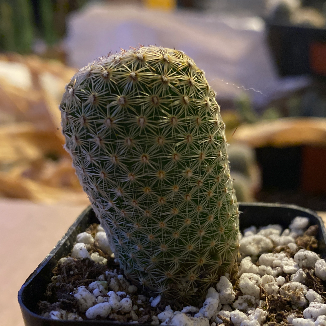 Arizona Rainbow Cactus with cylindrical shape and star-shaped spines in a pot with visible soil.