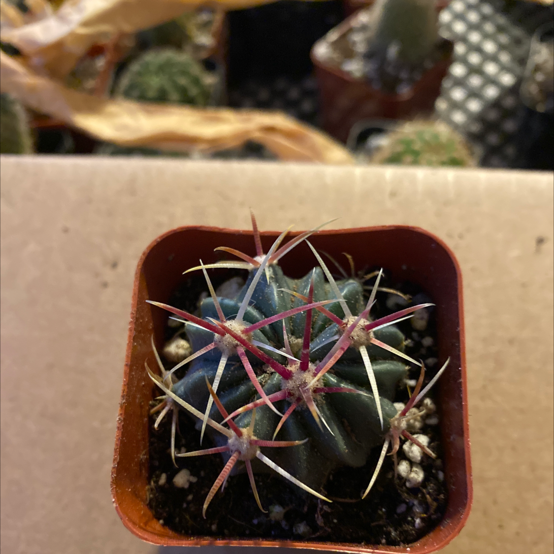 Devil's Pincushion cactus in a small pot with visible spines and soil.
