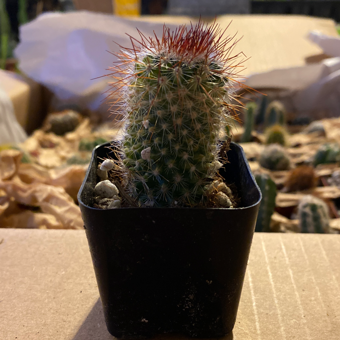 Correll's Hedgehog Cactus in a black pot with other cacti in the background.