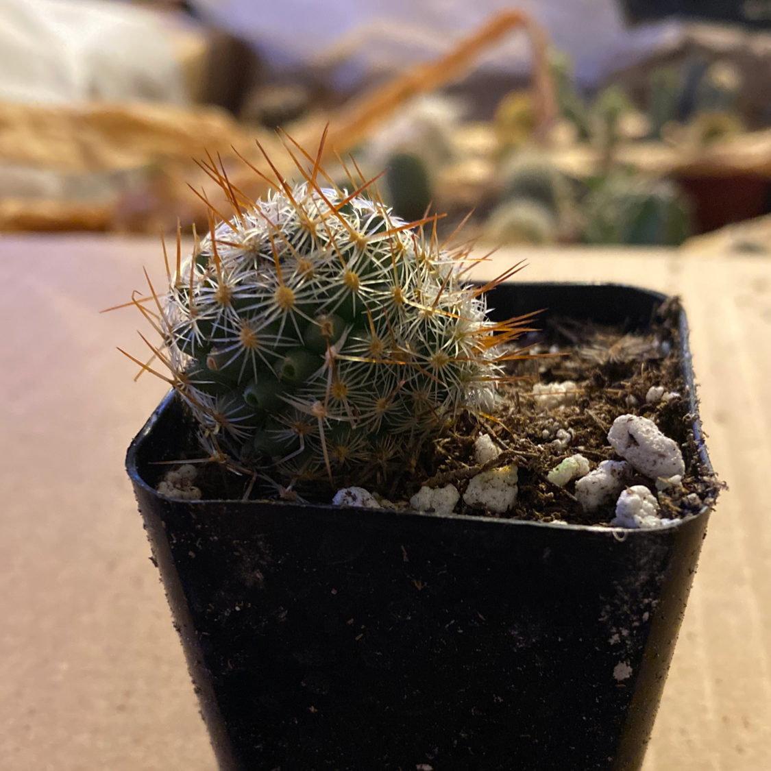 Correll's Hedgehog Cactus in a black pot with healthy spines and visible soil.