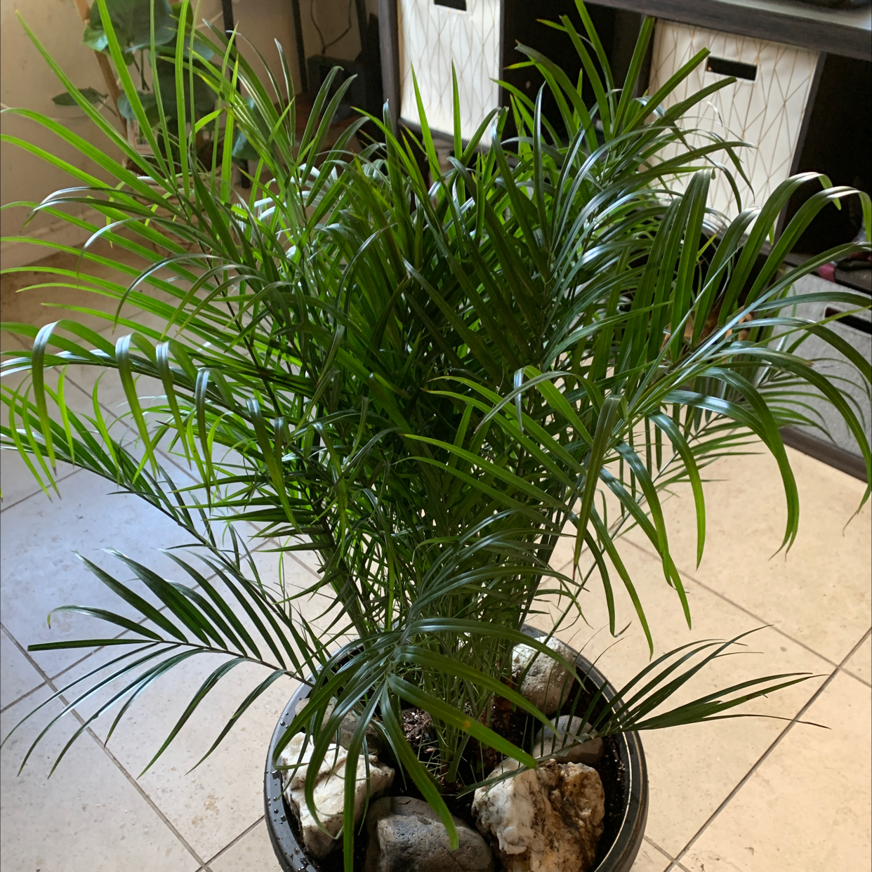 Healthy and vibrant Pygmy Date Palm plant in a black pot with decorative rocks, thriving green palm fronds, no discoloration or issues.