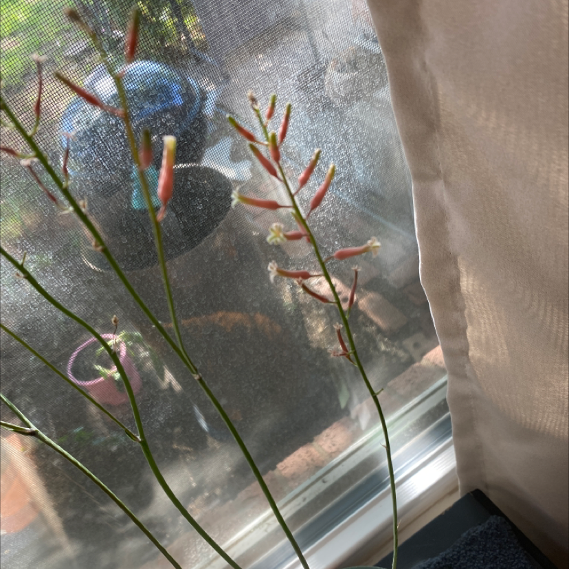 Firecracker Plant with slender green stems and tubular red flowers near a window.