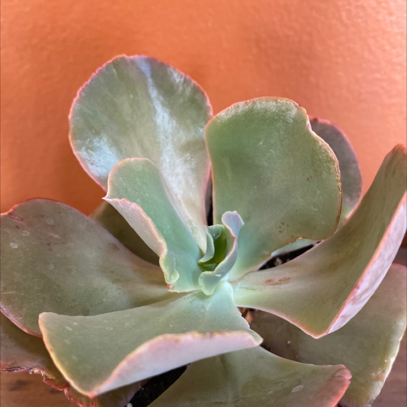 Echeveria Gibbiflora succulent with broad, fleshy leaves and pinkish edges.