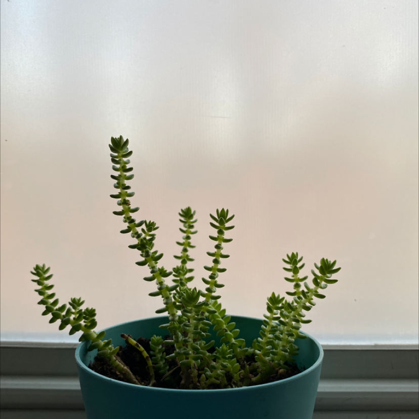 Jenny's Stonecrop plant in a blue pot with upright stems and small, fleshy leaves.