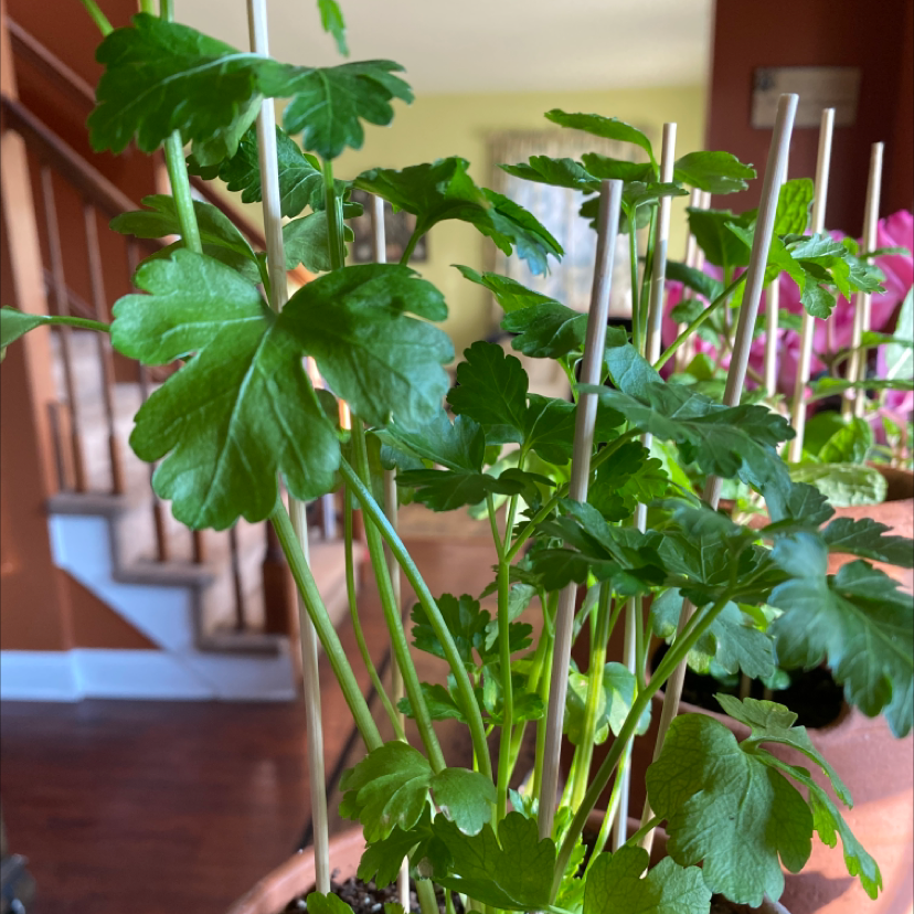 Healthy coriander plant with green leaves supported by stakes.