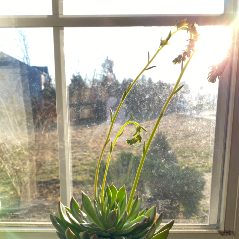 Echeveria 'Morning Beauty' succulent on a windowsill, flowering with long stems and small flowers.