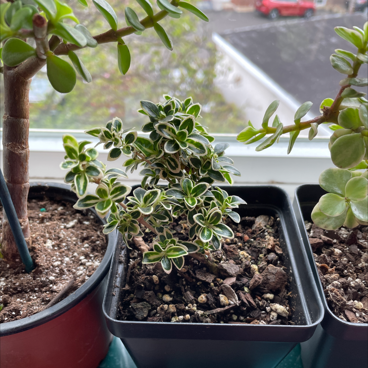 Potted Snowrose plant with variegated leaves, healthy appearance, visible soil.