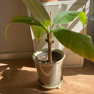 Dwarf Banana plant in Somewhere on Earth