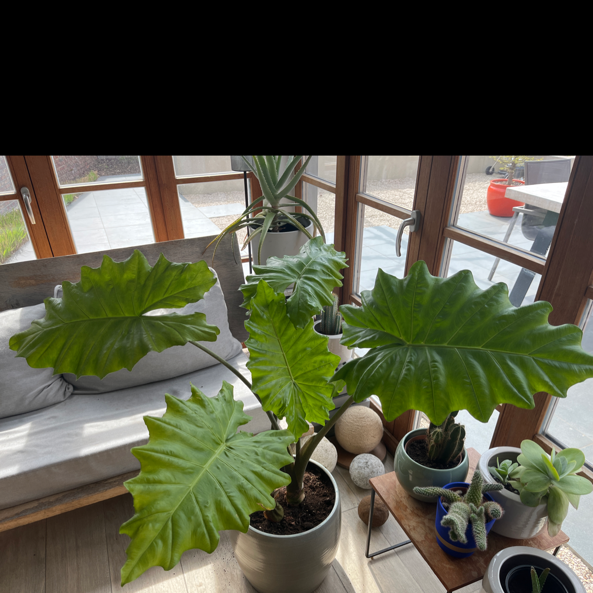Healthy Alocasia 'Portora' plant with large green leaves in a well-lit indoor setting.