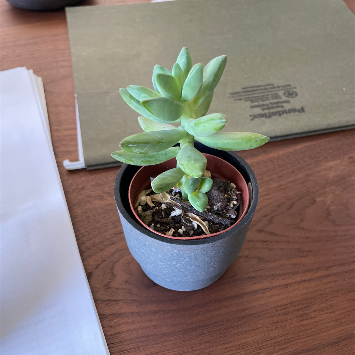 Crassula 'Moonglow' plant in a small pot on a wooden surface.
