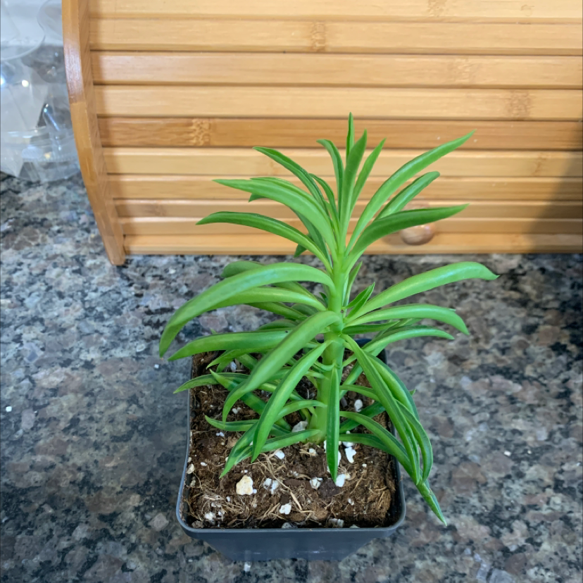 Healthy Narrow-Leaf Chalksticks plant in a small pot on a granite countertop.