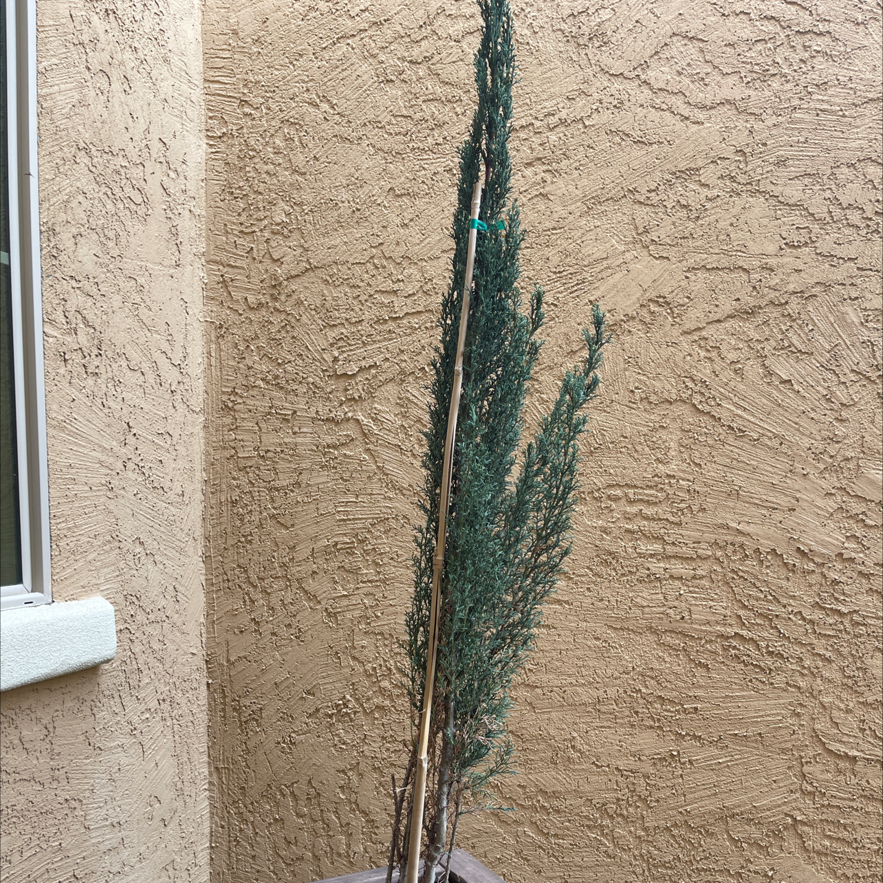 Mediterranean Cypress plant in a pot against a textured wall.