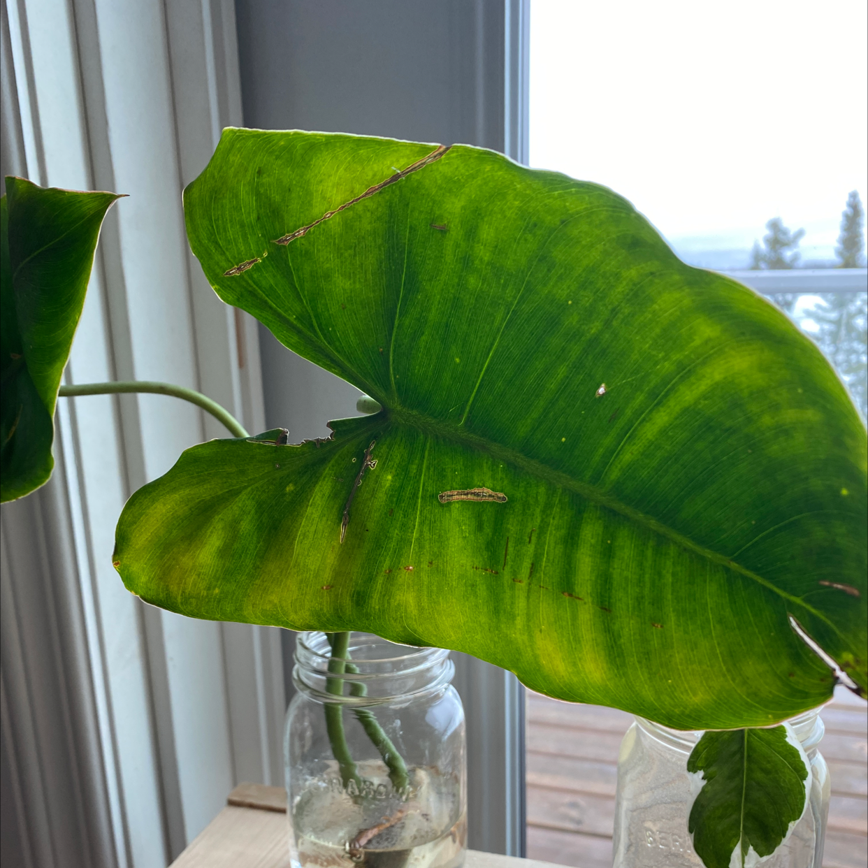 Paraiso Verde Philodendron with large green leaves showing minor browning and tears, placed in a glass jar with water.