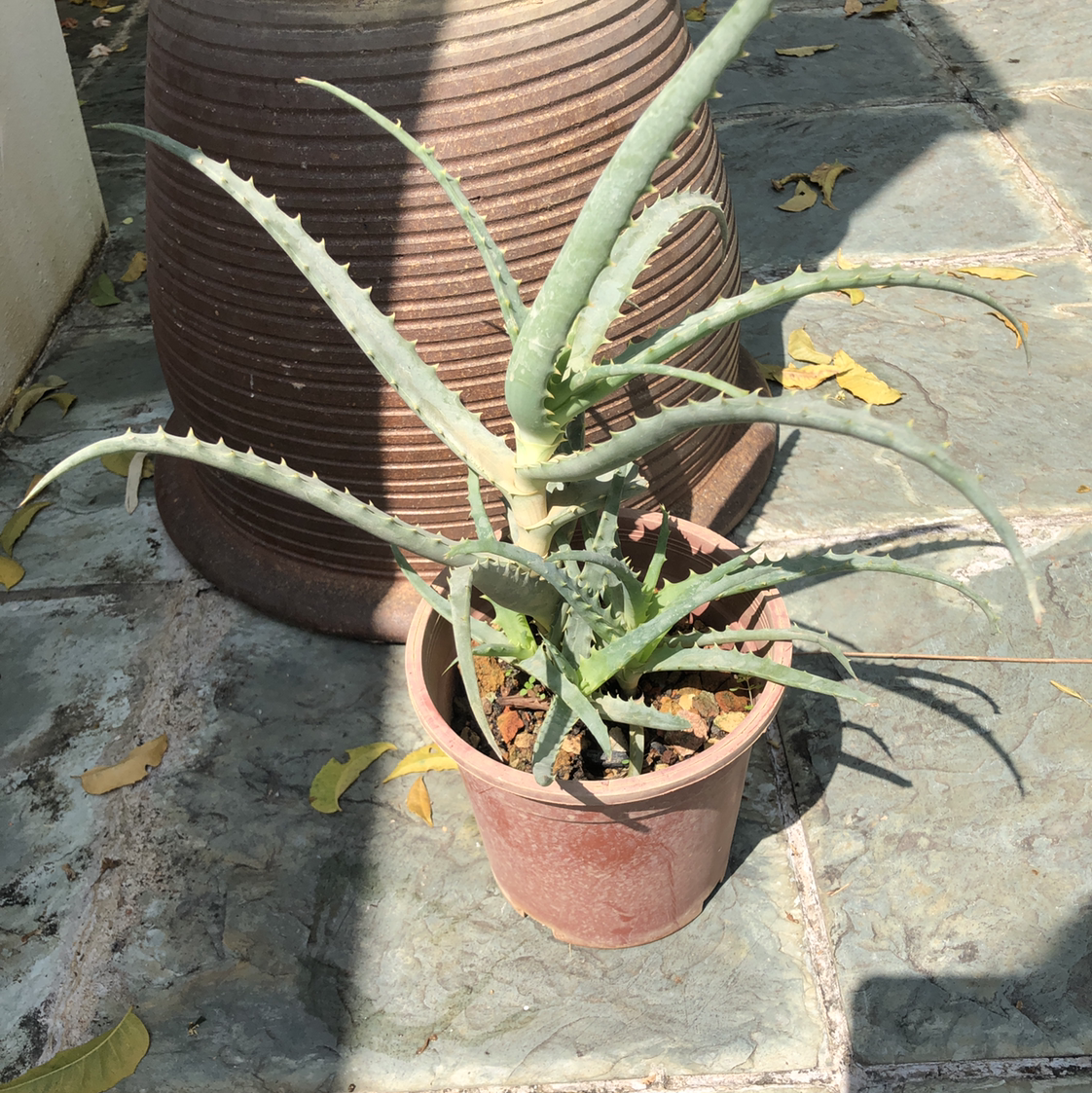 Potted Candelabra Aloe plant on a stone surface, appearing healthy.