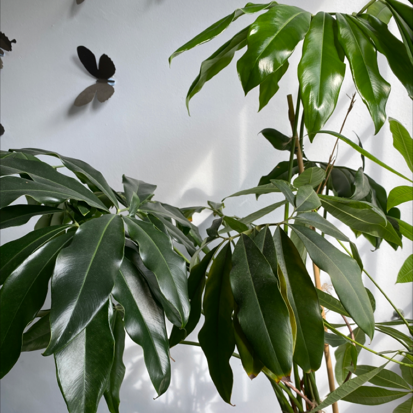 Close-up of healthy green Umbrella Tree leaves arranged in spoke-like pattern, no signs of disease or distress.