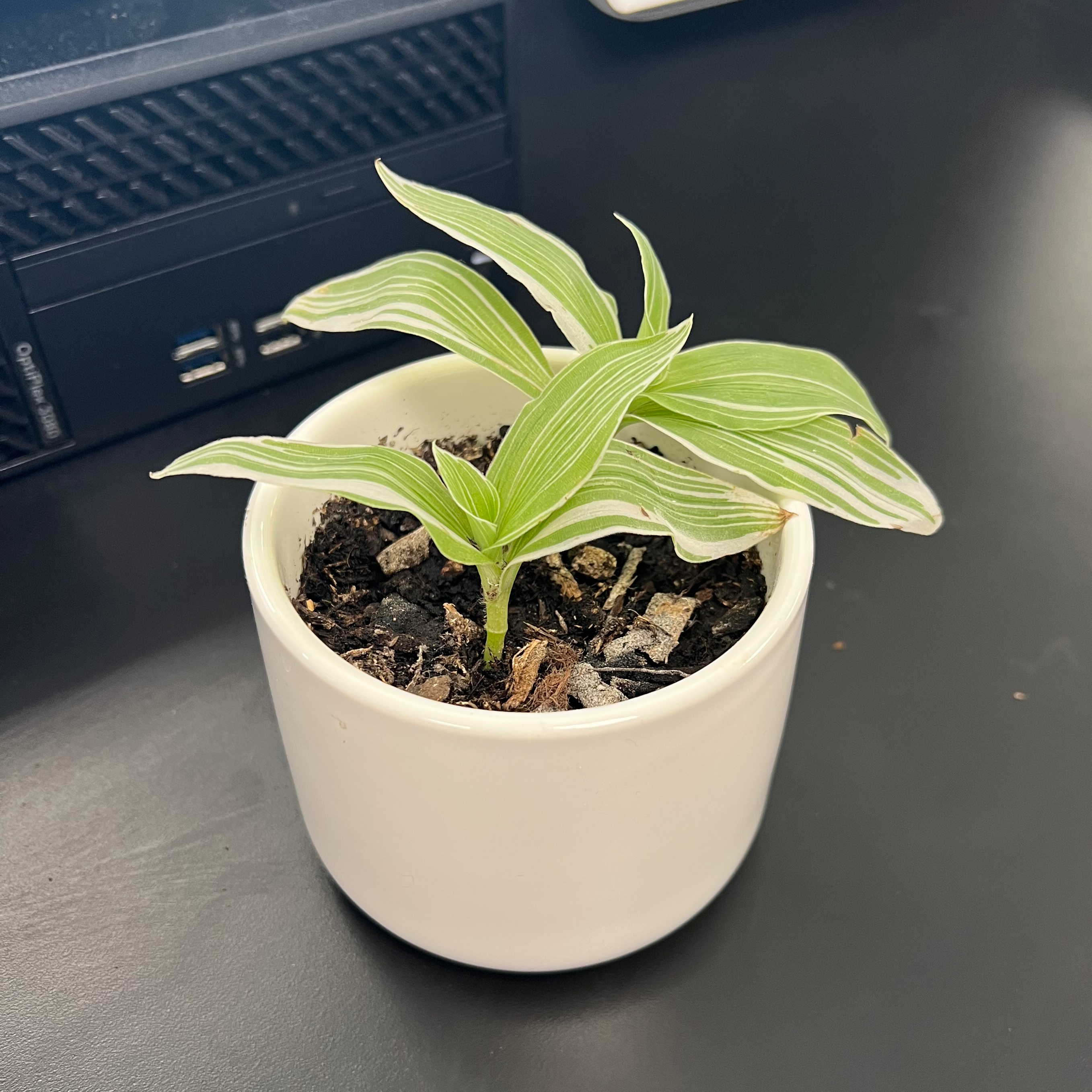 Tradescantia albiflora 'Albovittata' plant in a white pot with visible soil.