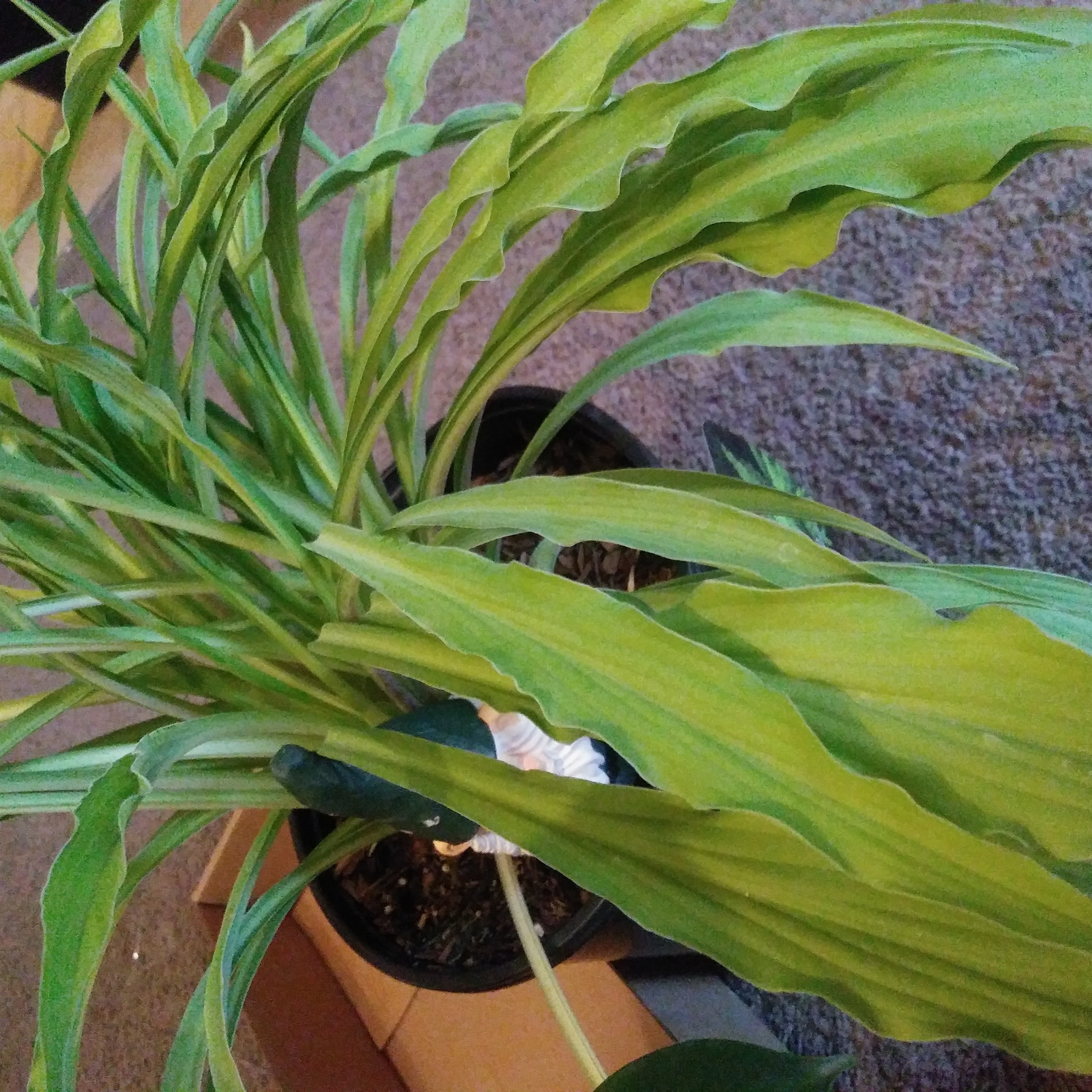 Photo of the plant species Curly Fries Hosta by @WiredEndive named Sir Plancelot on Greg, the plant care app