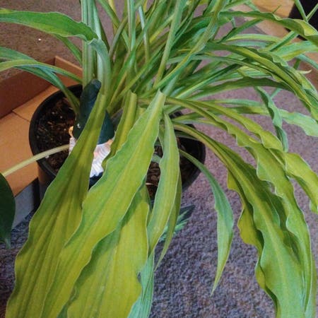Photo of the plant species Curly Fries Hosta by @WiredEndive named Sir Plancelot on Greg, the plant care app