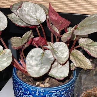 Rex Begonia plant in Uniondale, New York